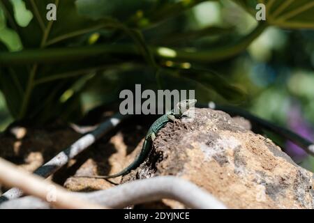 closeup on a small green lizard in a rock under the grass in a sunny day Stock Photo