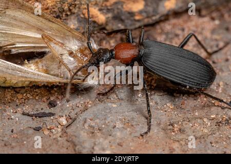 Adult False Bombardier Beetle of the Genus Galerita preying on a moth Stock Photo