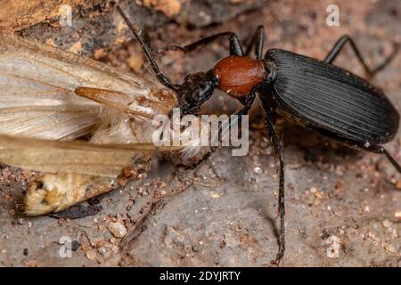 Adult False Bombardier Beetle of the Genus Galerita preying on a moth Stock Photo