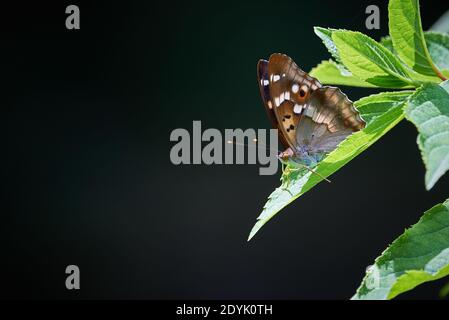 Lesser purple emperor butterfly (Apatura ilia) Stock Photo