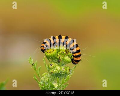 distinctive yellow & black striped caterpillar (larva) of Cinnabar Moth  (Tyria jacobaeae)) feeding on Ragwort (Senecio jacobaea) Cumbria, England,UK Stock Photo