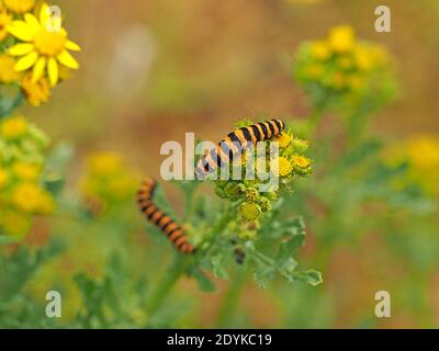 distinctive yellow black striped caterpillars (larvae) of Cinnabar Moth  (Tyria jacobaeae)) feeding on Ragwort (Senecio jacobaea) Cumbria, England,UK Stock Photo