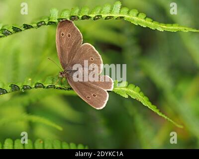 female Ringlet Butterfly (Aphantopus hyperantus) with diagnostic ringspots on wings displaying on fern frond to attract a mate in Cumbria, England,UK Stock Photo