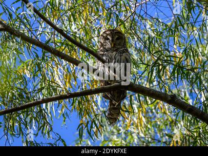 A Barred Owl (Strix varia) perched on its day roost. Texas, USA. Stock Photo