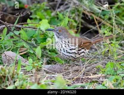 A Long-billed Thrasher (Toxostoma longirostre) foraging in the bushes. Choke Canyon State Park, Texas, USA.