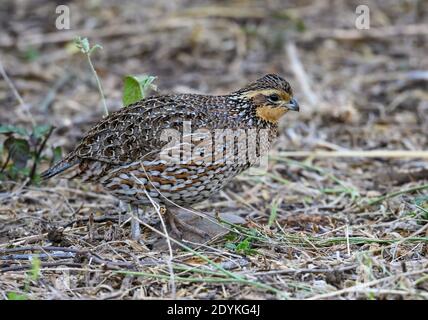 A Northern Bobwhite (Colinus virginianus) quail foraging on ground. Choke Canyon State Park, Texas, USA.