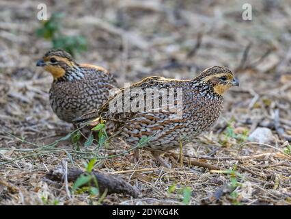 Two Northern Bobwhite (Colinus virginianus) quail foraging on ground. Choke Canyon State Park, Texas, USA.