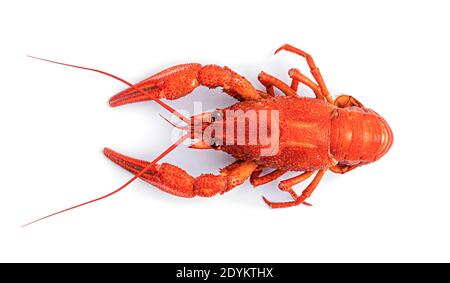 Boiled crayfish on a white background. High quality photo Stock Photo