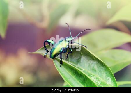 Beautiful beetles perch on the leaves Stock Photo