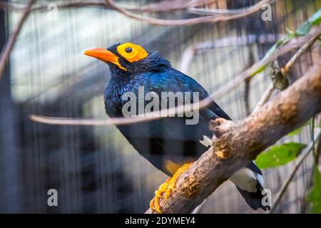 Yellow-faced myna (Mino dumontii) bird on a branch. Is a species of Starling in the family Sturnidae. One of the largest species of starling Stock Photo