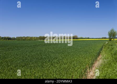 The Battlefield of Agincourt, an English victory in the Hundred Years' War, at Azincourt, France. Stock Photo