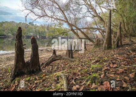 Cypress kneees, Suwanee River shore, autumn, near Bell, FLorida Stock Photo