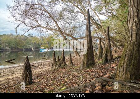 Cypress kneees, Suwanee River shore, autumn, near Bell, FLorida Stock Photo