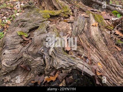 Worn weathered wood figures in fallen tree trunk Stock Photo