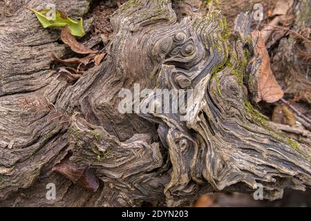 Worn weathered wood figures in fallen tree trunk Stock Photo