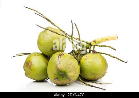 Bunch of young coconut fruits with stem on white background Stock Photo