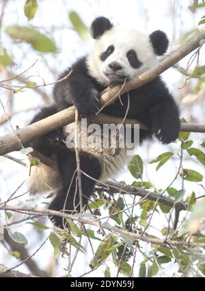 Young panda hanging in a tree at the Chengdu Research Base Of Giant Panda Breeding. Stock Photo