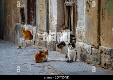 Cats resting on the side of the road, Tunis, Tunisia Stock Photo