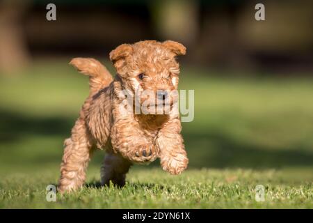 Red lakeland store terrier for sale