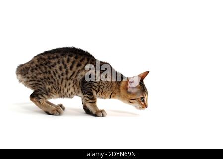 Purebred smooth-haired kitten on a white background Stock Photo