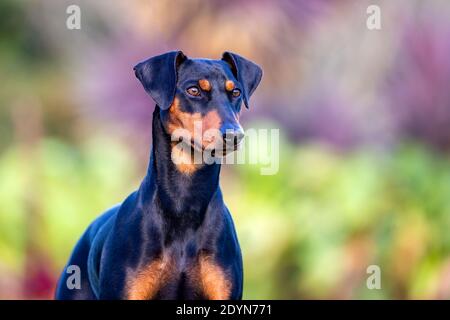 German Pinscher portrait against a natural background in golden light. Stock Photo