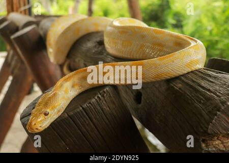 A portrait of an albino Burmese Python, Python bivittatus curling on a branch. Stock Photo