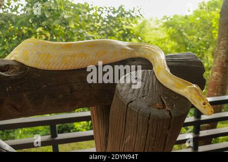 Young yellow Burmese python close up. Albino Python bivittatus crawls on a wooden beam. Stock Photo