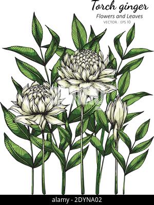 White Torch ginger flower and leaf drawing illustration with line art on white backgrounds. Stock Vector