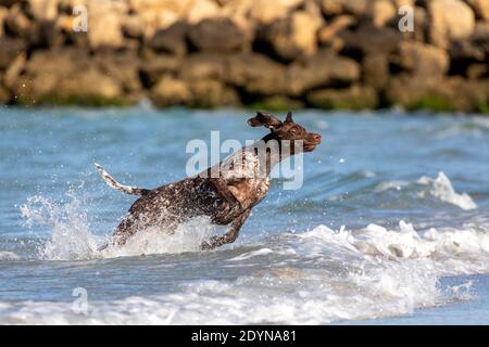 German shorthaired pointer leaping through the shallow water at the beach. Stock Photo