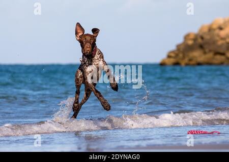 German shorthaired pointer jumping in the shallow water at the beach. Stock Photo