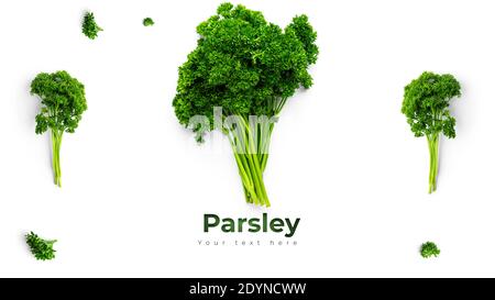 Greenery. Sprigs of curled parsley on a white background. Macro photo. Long header banner format. Panorama website header banner. High quality photo Stock Photo