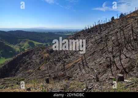A hillside in New Zealand, cleared by logging. All that remains of the forest are the trunks of dead tree ferns Stock Photo