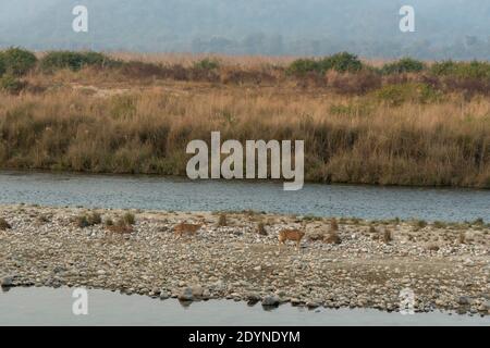 Spotted deer or Chital or axis axis herd on small stones and rocks crossing ramganga river at dhikala zone of jim corbett national park uttarakhand in Stock Photo