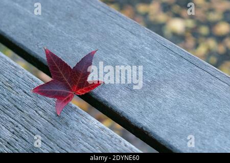 A dark red maple leaf on the wood bench of a park; a fallen leaf in autumn Stock Photo