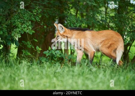 Young Maned wolf (Chrysocyon brachyurus) at a forest glade, captive, incidence in south america Stock Photo