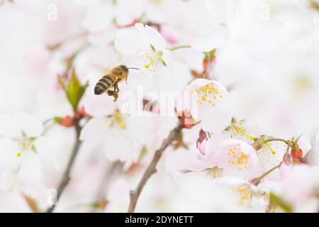 Honey bee (Apis mellifera) in flight in front of cherry blossoms (Prunus serrulata), Emsland, Lower Saxony, Germany Stock Photo