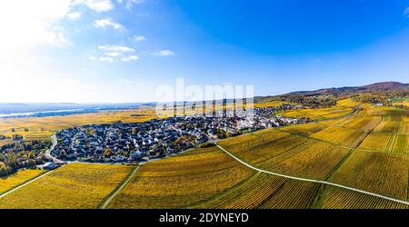 Aerial view, golden vineyards in autumn from above, Rheingau, region, Oestrich, Winkel, Hallgarten, Hesse, Germany Stock Photo