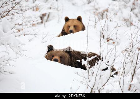 European brown bears in the snow, Bayrischer Wald National Park, Germany Stock Photo