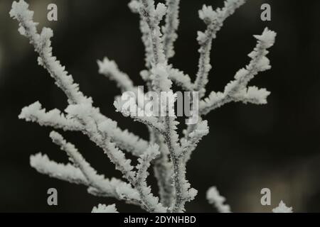Willow branches covered with crystals of frost on a cloudy winter day. Winter natural pattern of branches in hoarfrost. Winter natural background. Stock Photo