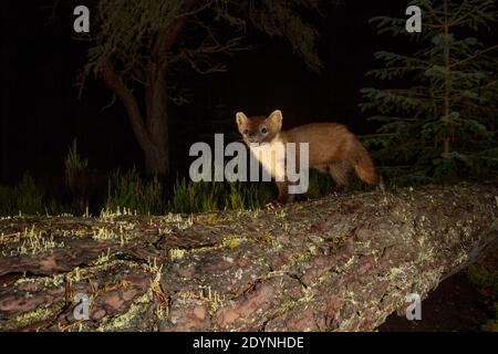 Pine marten (Martes martes), Black Isle, Scotland, UK. August 2019. Photographed by camera trap. Stock Photo