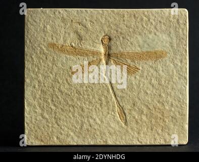 The delicate fossil remains of a Jurassic Period Dragonfly (Stenophlebia aequalis) from the Solenhofen Limestones in Bavaria, Germany Stock Photo