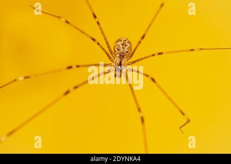 Macro photo of a house spider on yellow background Stock Photo