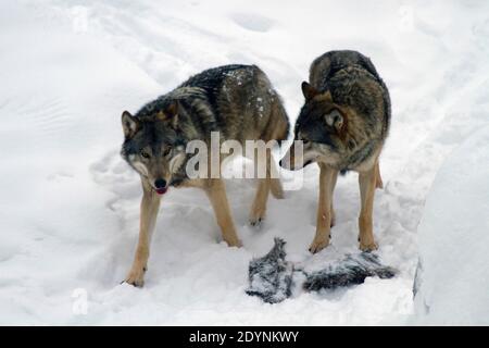 A pair of European gray wolves (Canis lupus), in snow, Finland, Lapland Stock Photo