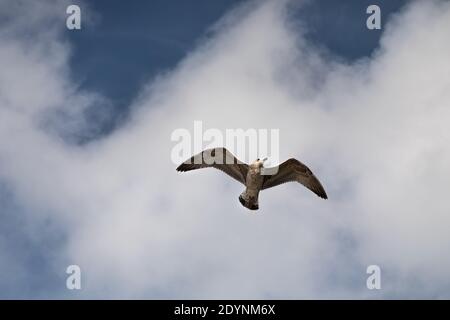 seagull flying under cumulus clouds Stock Photo