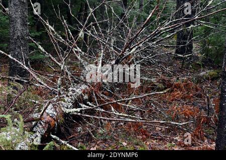 Large fallen spruce trees blown down from recent wind storm Stock Photo