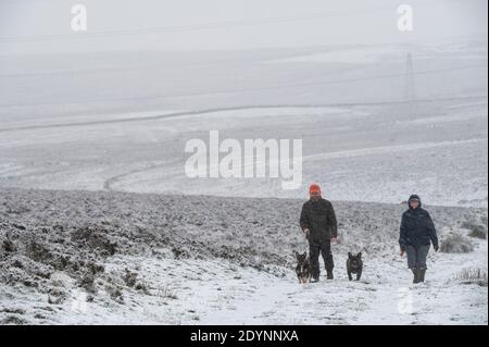27th December 2020. Scotland Weather. Lauder, Scottish Borders. UK  A cold and snowy start to the day in the Scottish Borders, with a flurry of snow and cold frosty conditions today.  Dog owners out for an early morning bracing walk in the snow with their French Bulldogs.  Photo Phil Wilkinson / Alamy Live News Stock Photo