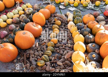 beautiful autumngarden composition with pumpkins. autumn cozy still life. pumpkins, autumn leaves. fall season, thanksgiving holiday, Halloween Stock Photo