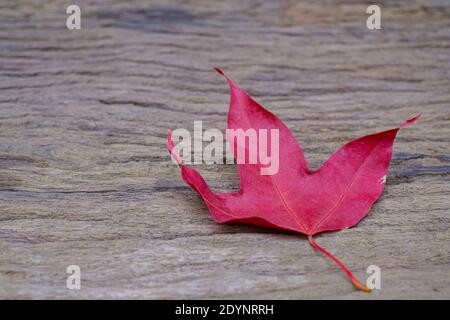 Maple foliage on old wood background Stock Photo