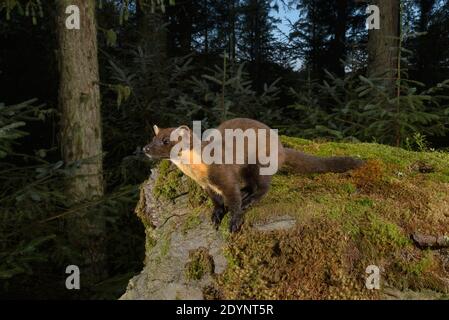 Pine marten (Martes martes), Trossachs National Park, Scotland, UK. September 2020. Photographed by camera trap. Stock Photo