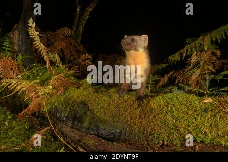 Pine marten (Martes martes), Trossachs National Park, Scotland, UK. October 2020. Photographed by camera trap. Stock Photo